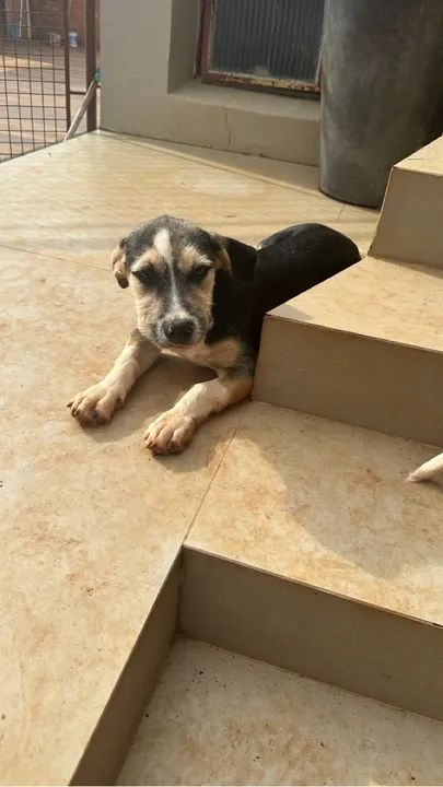 Filhote de cão disponível para adoção