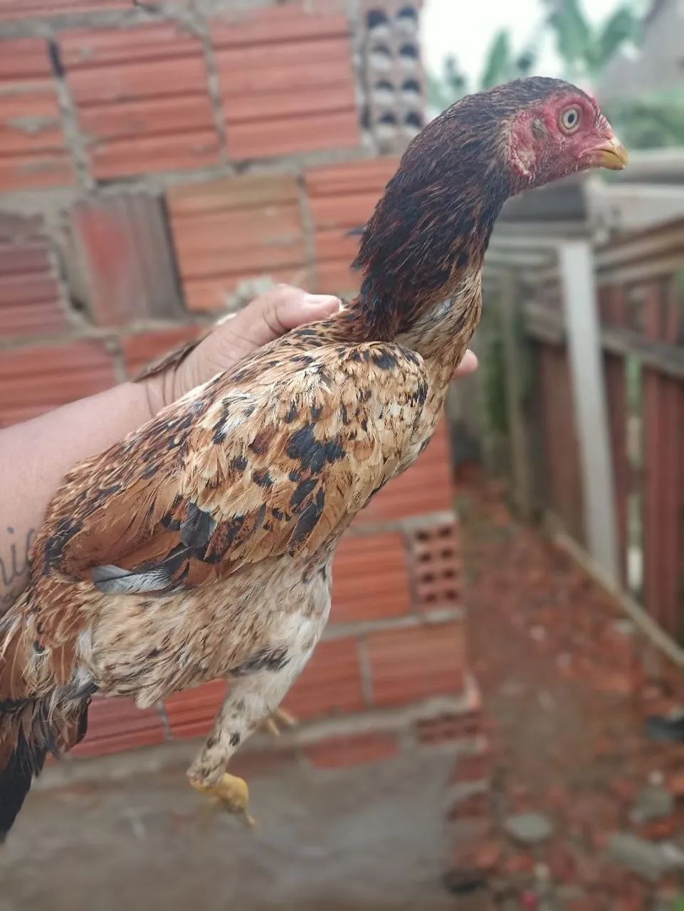 Galinha Indiana  - Foto 2