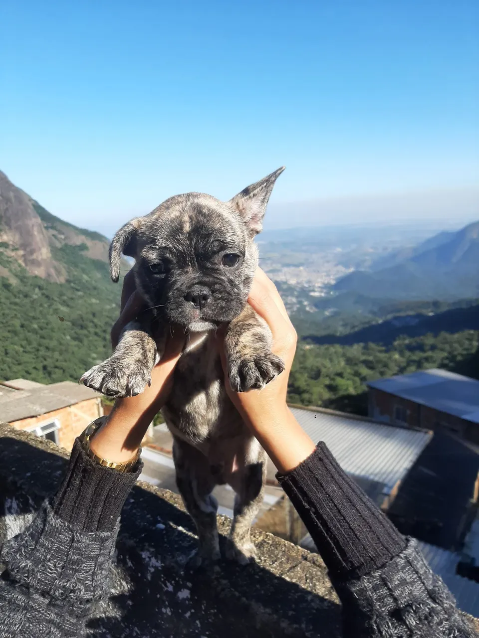 Filhotes de Bulldog Francês 2 meses VERMIFUGADOS VALOR A PARTIR DE $1.500