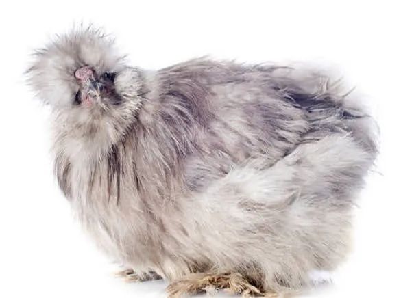 Galinha Sedosa do Japão- Prata e preta - Foto 2