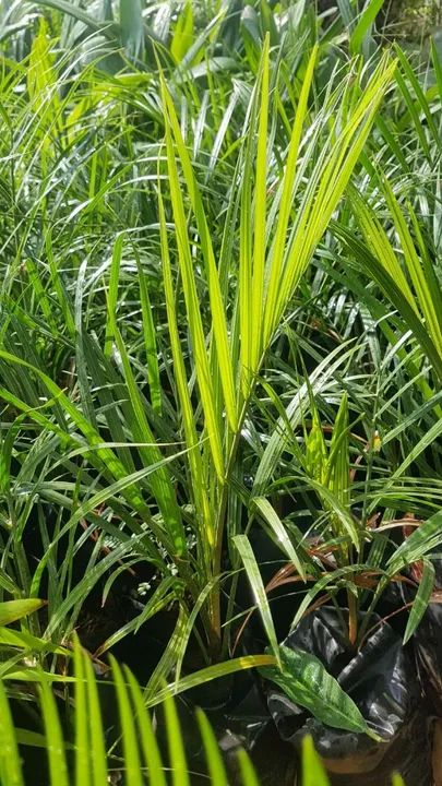 Plantas de Jardim - Lindas e saudáveis - Foto 4