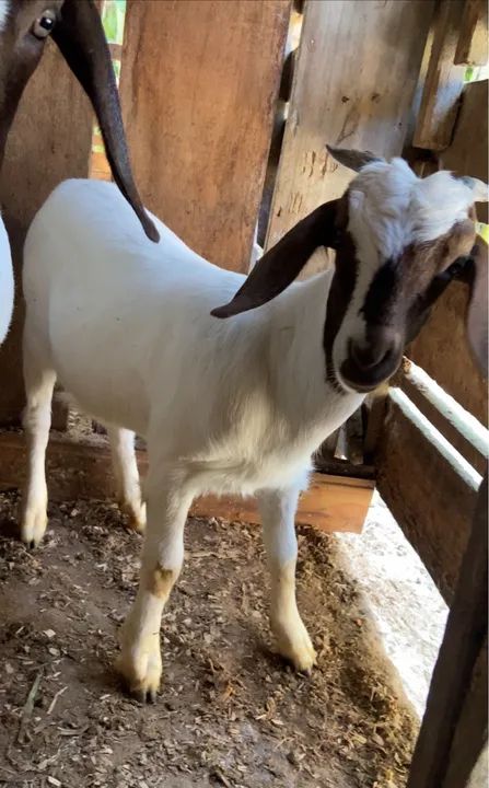 Vendo três cabras bôer puras  - Foto 4
