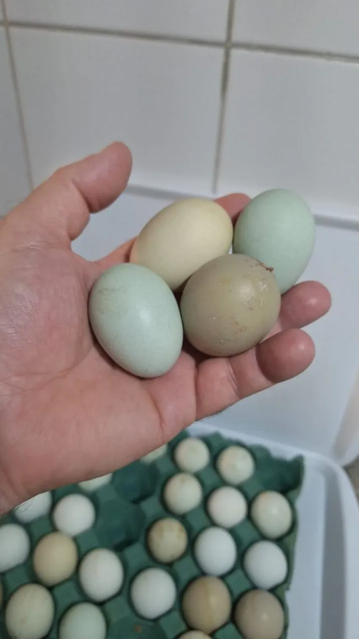 Ovos azuis férteis de galinha caipira  3,00 unidade