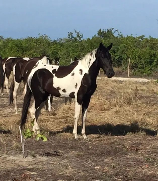 Égua campolina homozigota com registro 