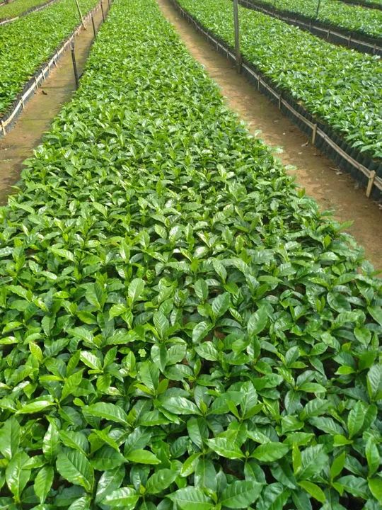 Mudas de café arábica  - Foto 6