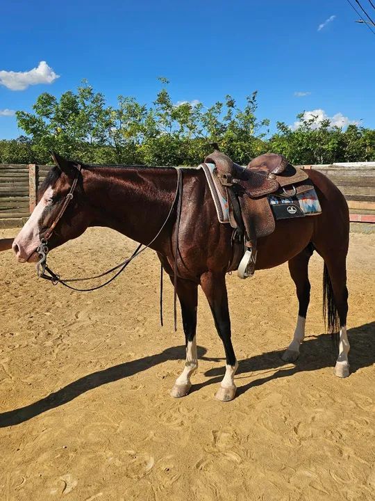 Potro Quarto de Milha  - Foto 2