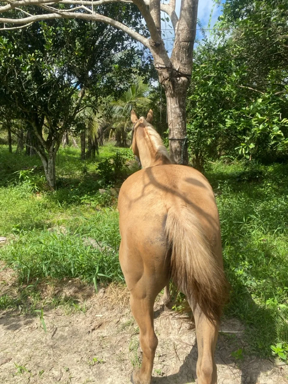Cavalo para venda
