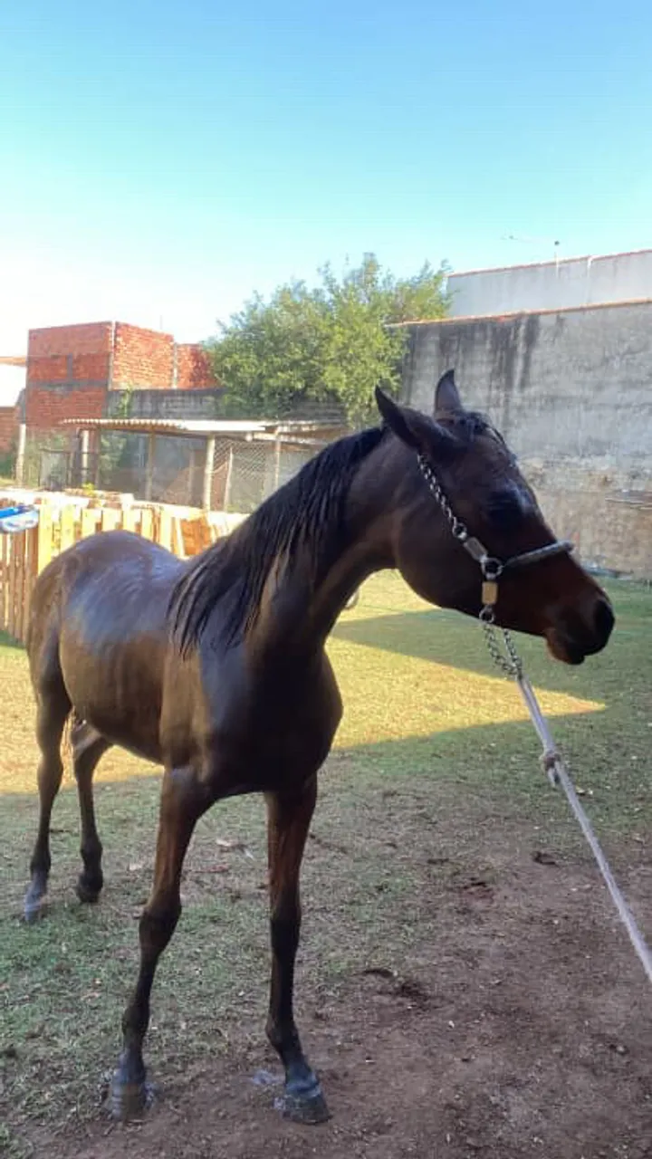 Vendo égua árabe pura 1 ano e 5 meses