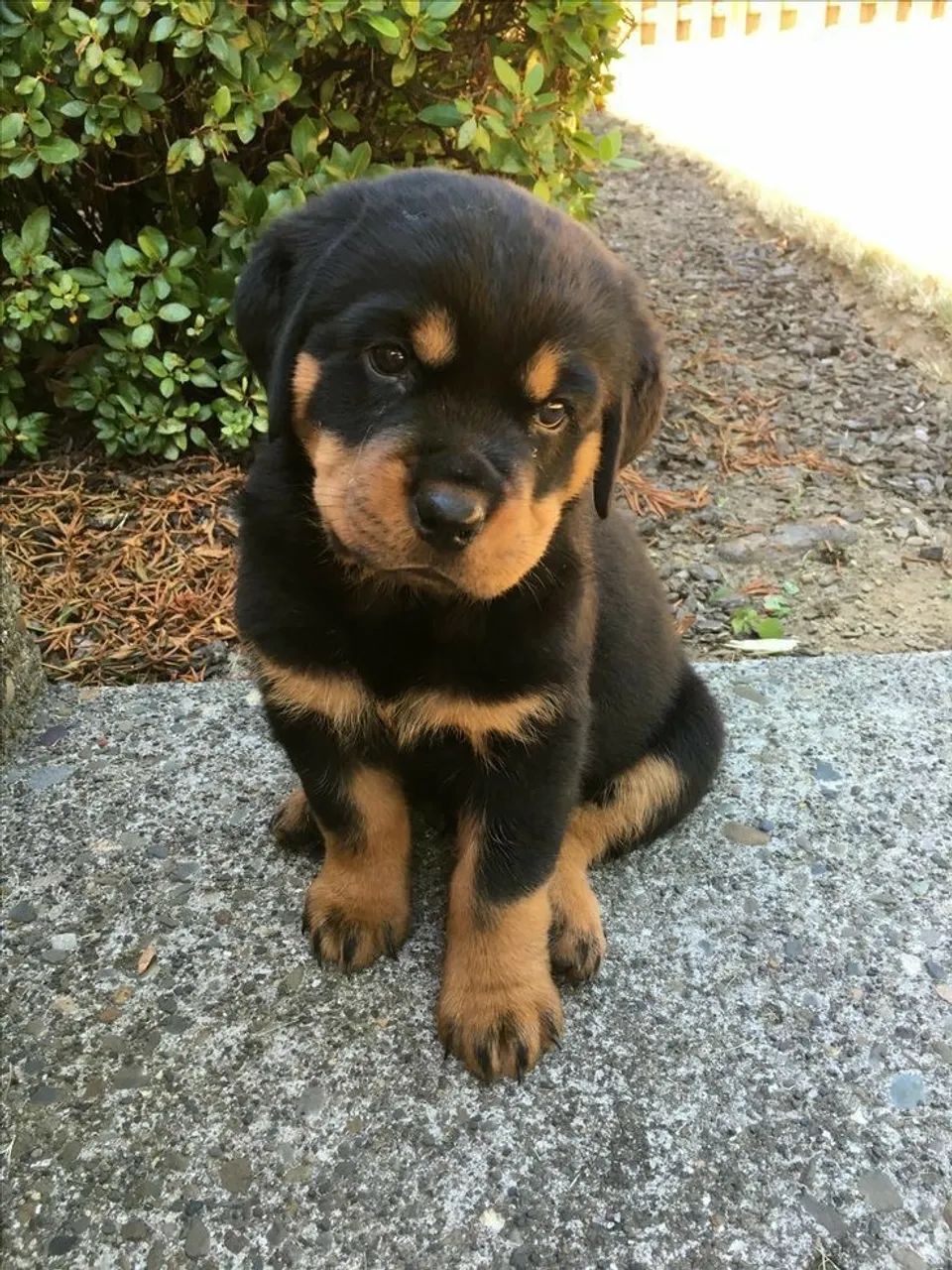Rotweiller cabeça de touro  