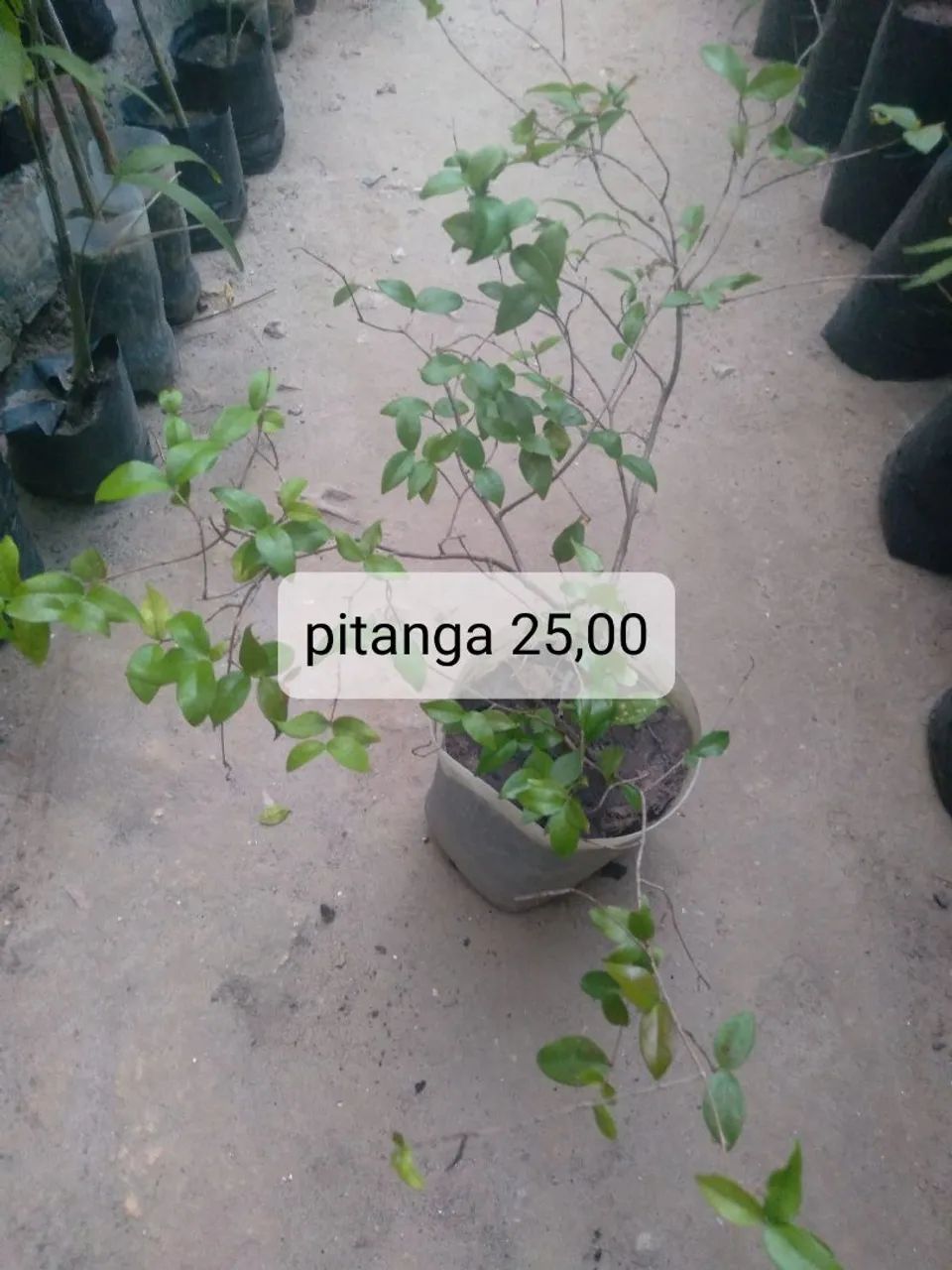 Mudas frutíferas 3 - Foto 4