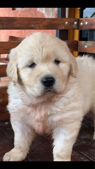 Fofão os mais lindos ((( golden))))