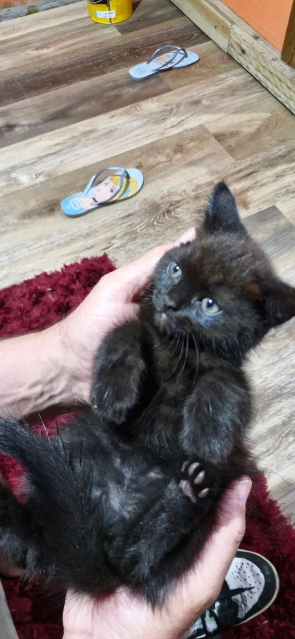 Doação gato - Foto 3