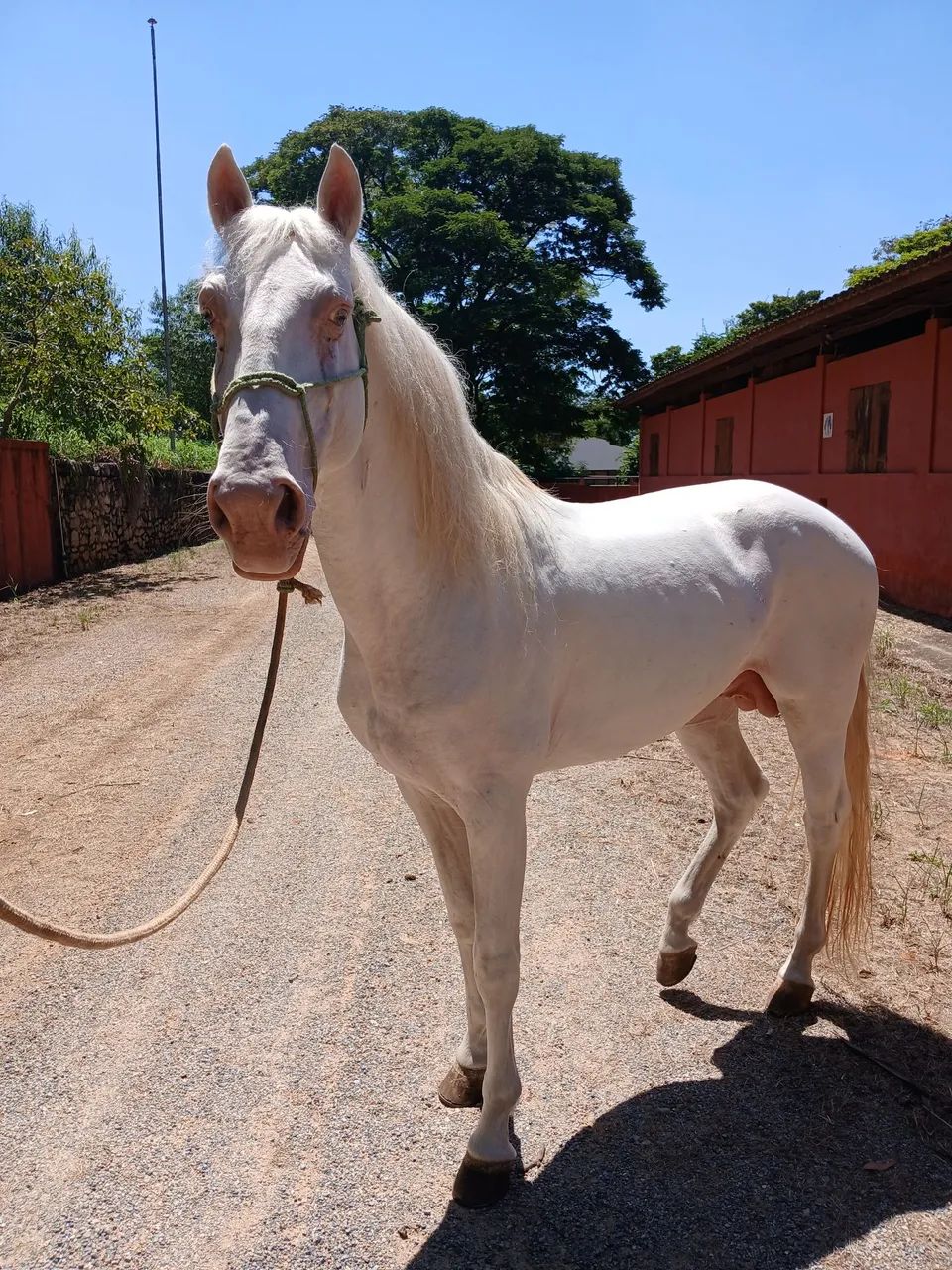 Cavalo lusitano  - Foto 3