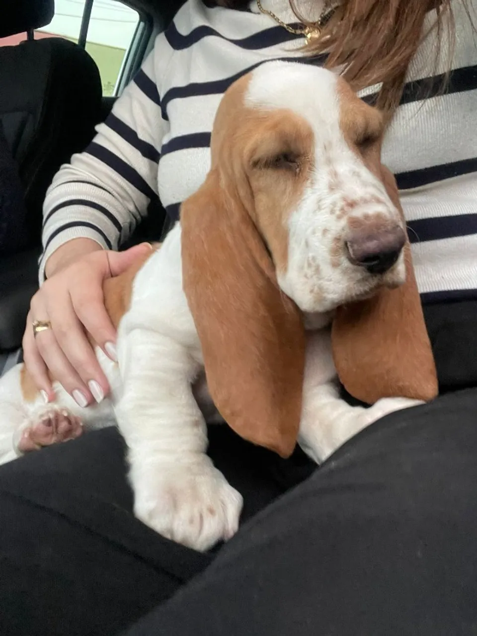 Filhote de basset haund