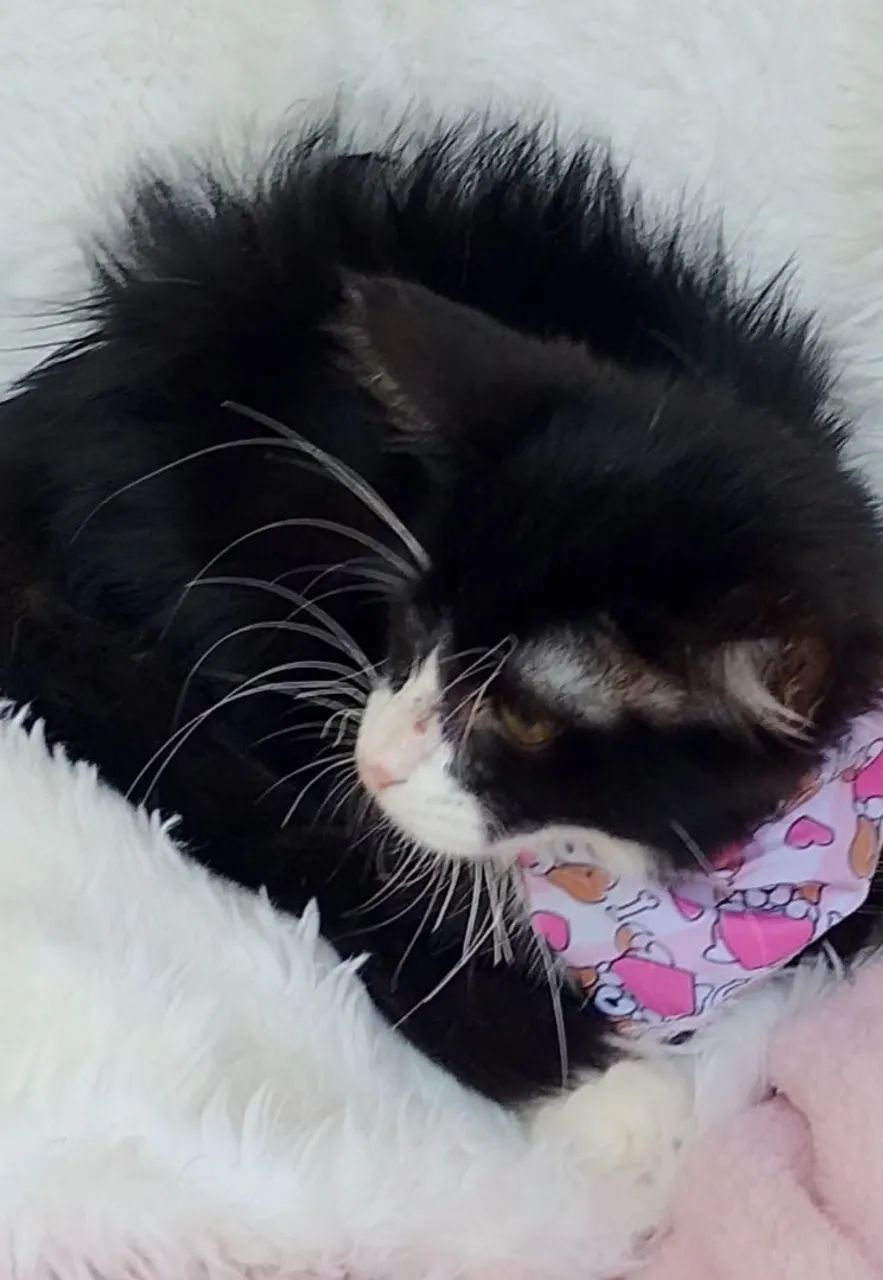 Gato femea pretinha com detalhes branco com 4 meses  - Foto 3