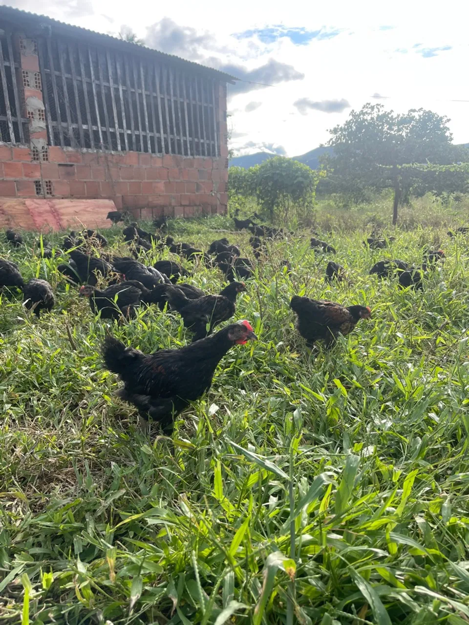 Frangos Gigantes Negros com 60 dias