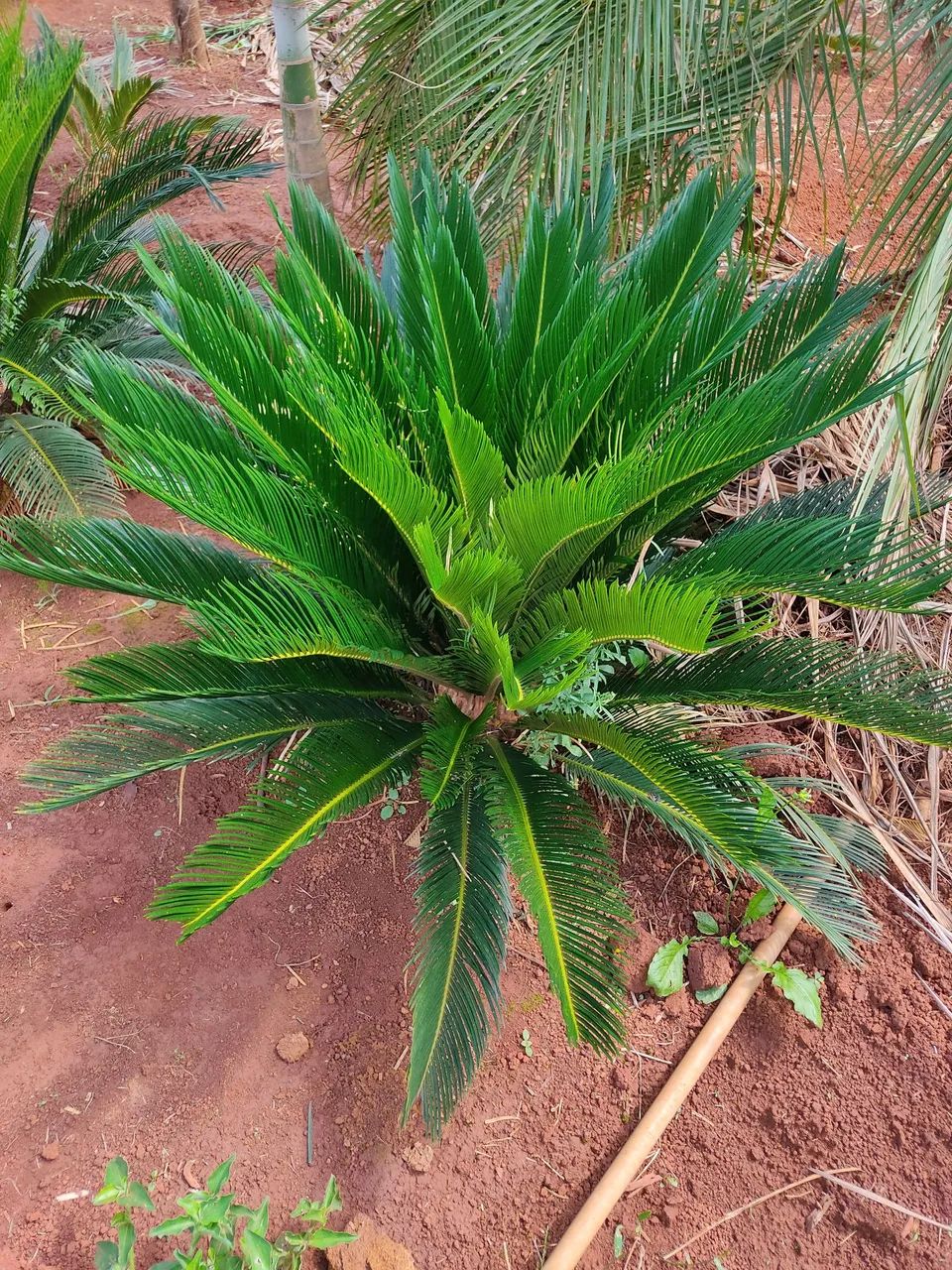 PALMEIRAS PARA ORNAMENTAÇÃO  - Foto 3