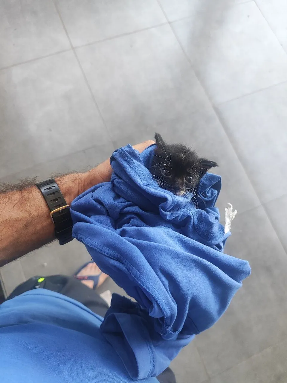 Gatinho preto fofinho para adoção
