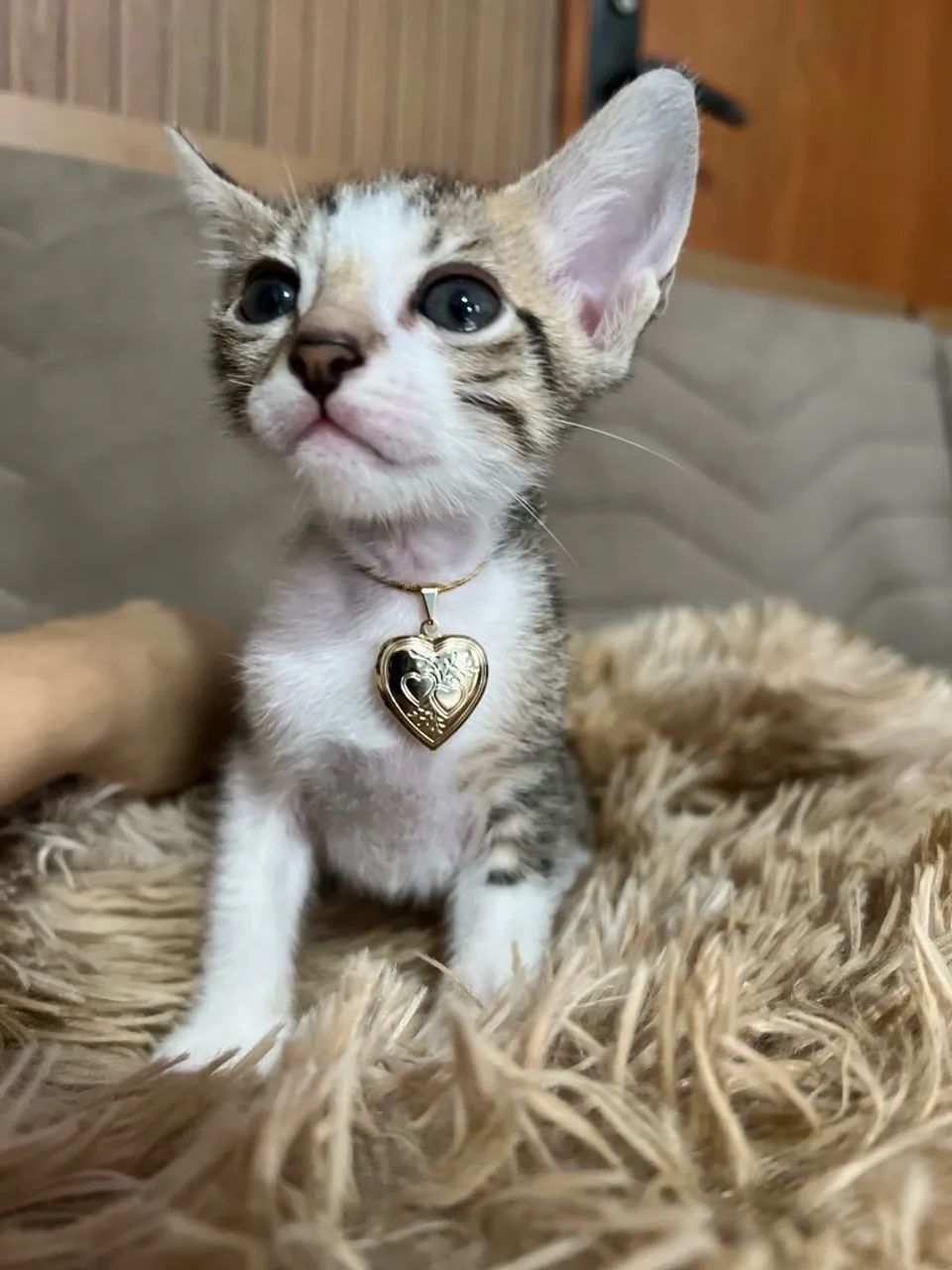 Filhote de gato, (fêmea)  - Foto 6