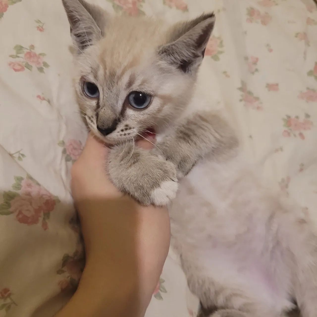 Doação do denguinho - Foto 3