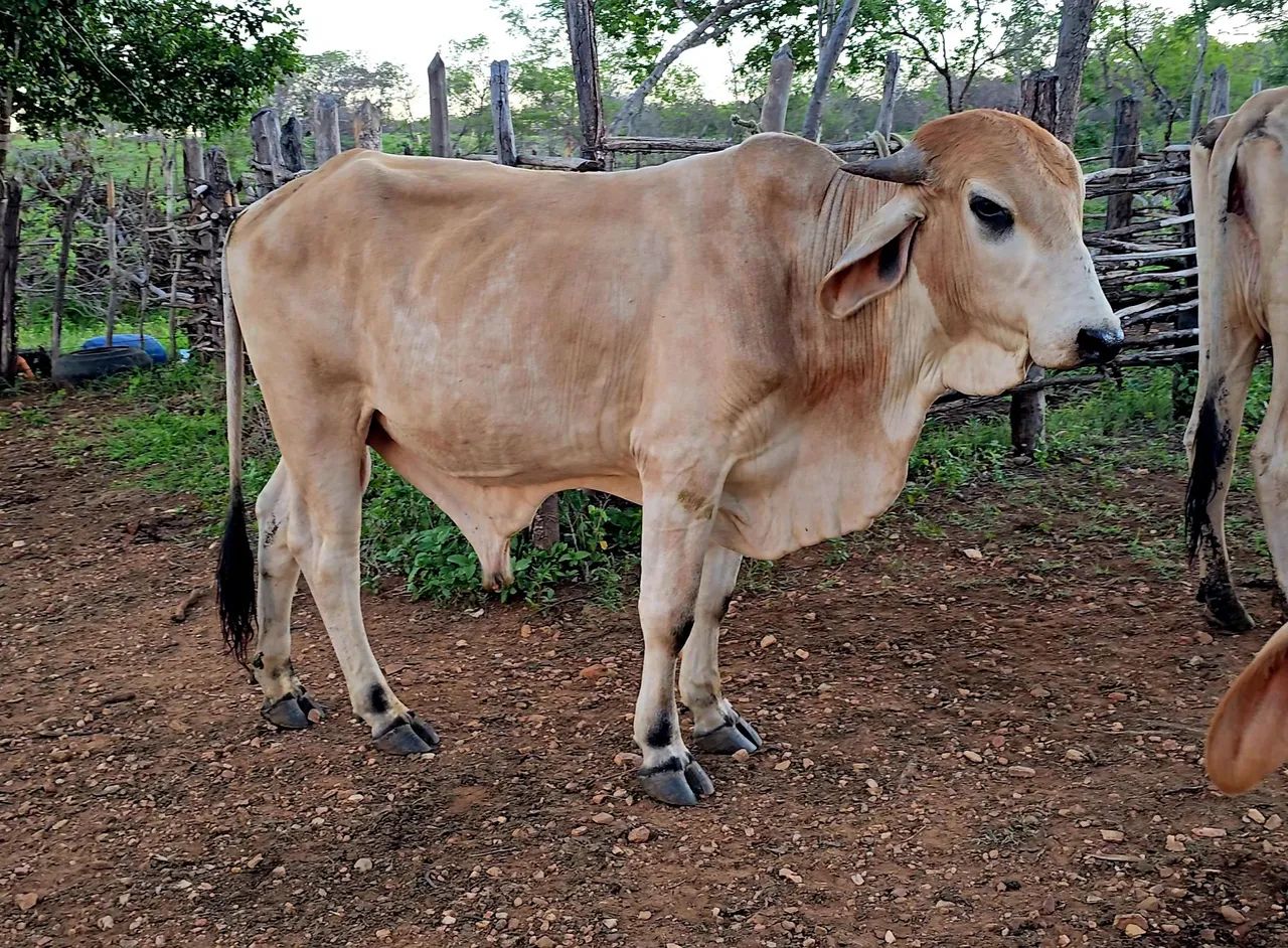 5 Garrotes e 1 touro GIR leiteiro  - Foto 4