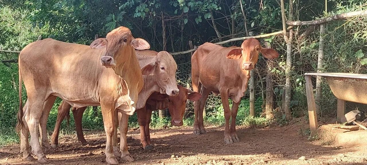 4 novilhas raça caracu - Foto 3