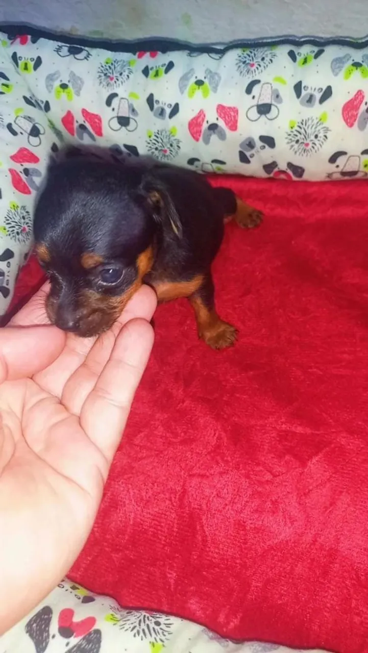 Filhote de Pinscher Miniatura macho e femea( pais no local)