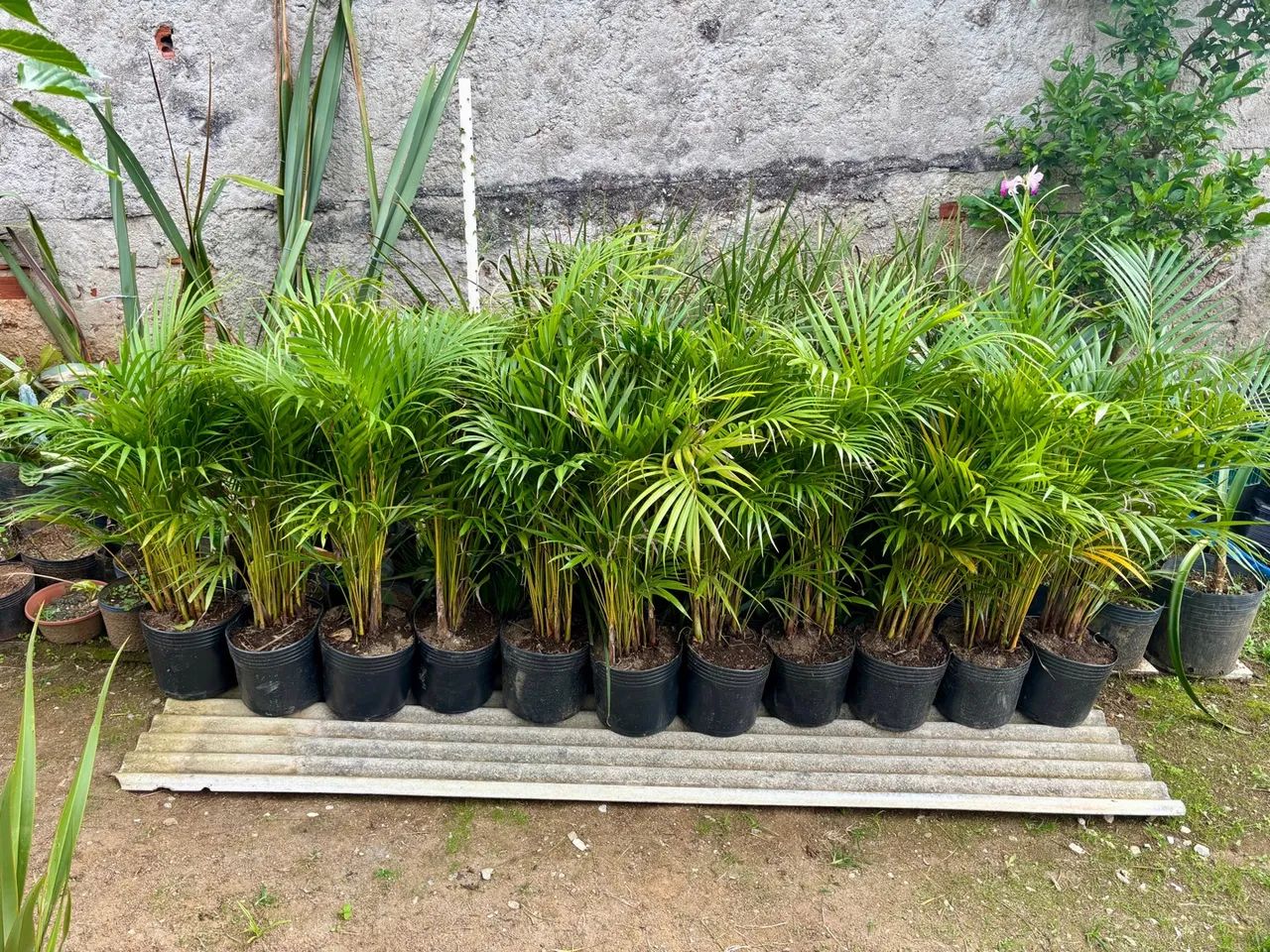 Areca bambu 1 metro 64299779762049120
