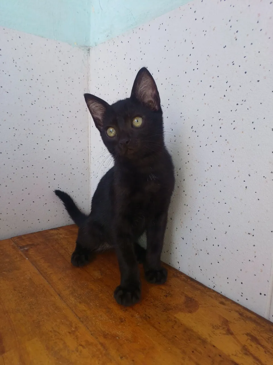 Gatinho preto para adoção 2 meses macho 