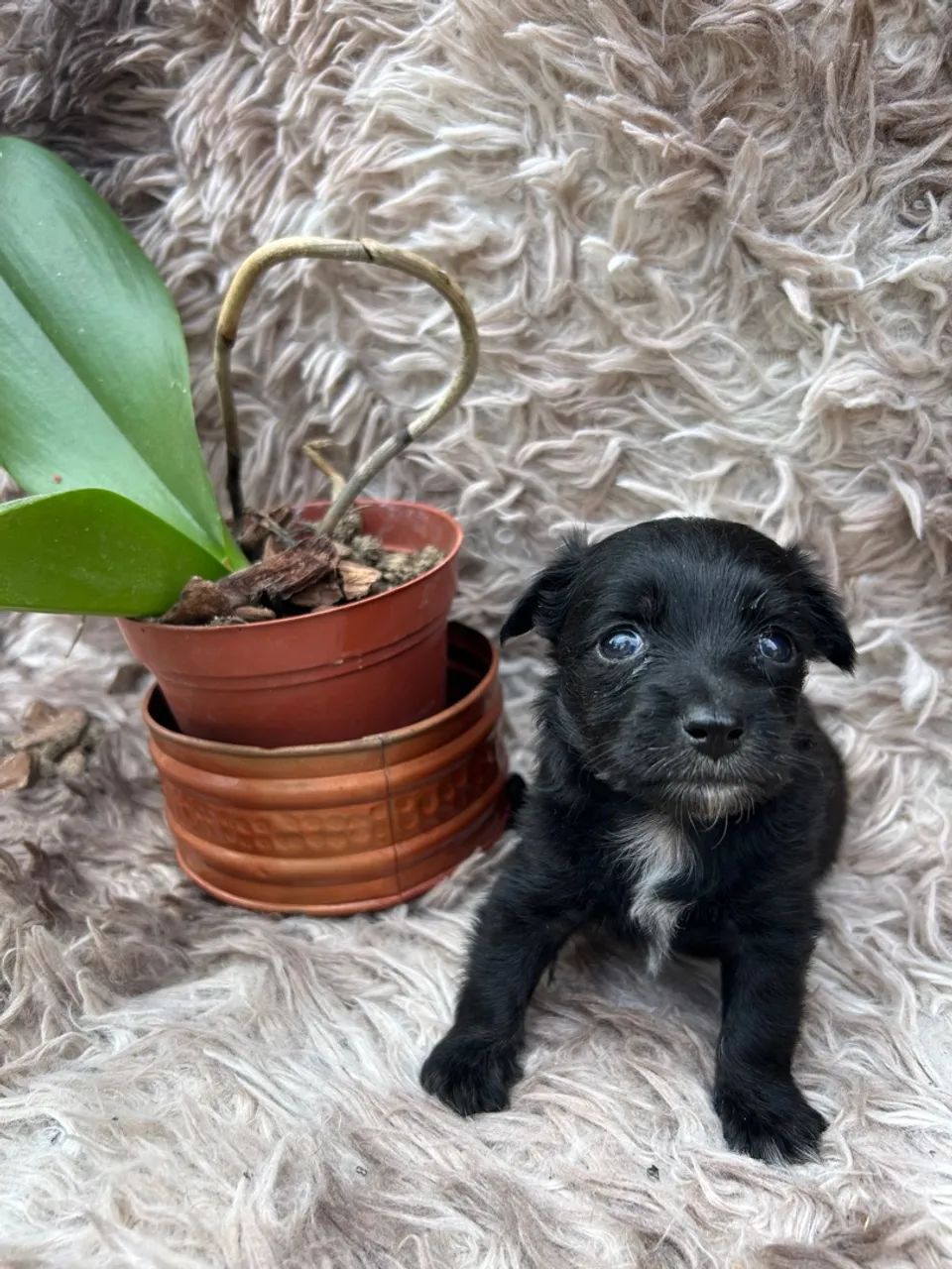 Filhote pinscher zero fêmea  - Foto 2