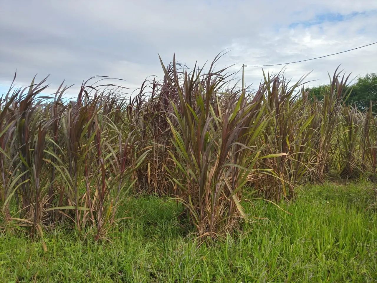 Ótima Granja com 11.5 hectares de Monte Alegre