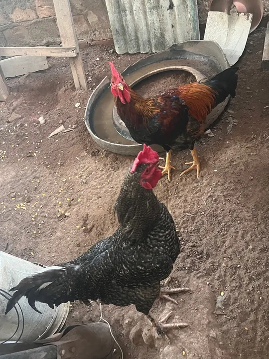 Galos  para venda