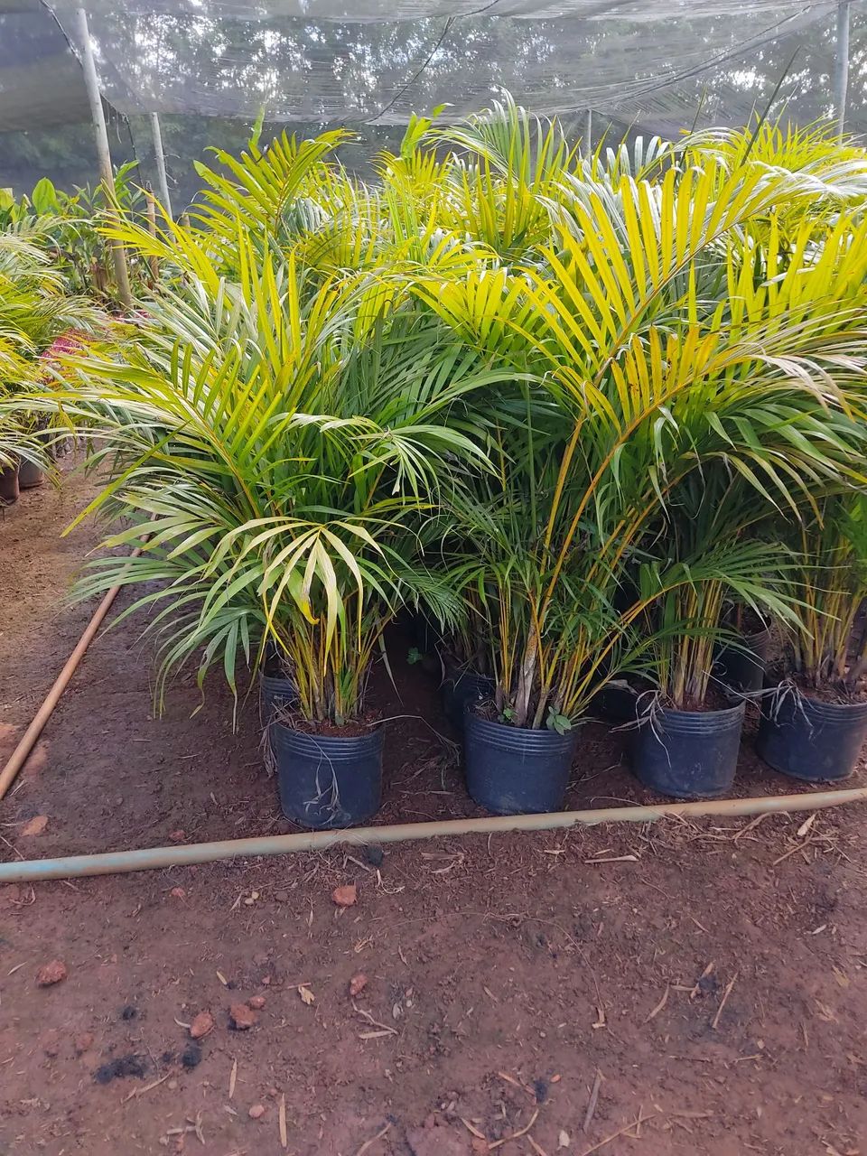 PALMEIRAS PARA ORNAMENTAÇÃO  - Foto 2