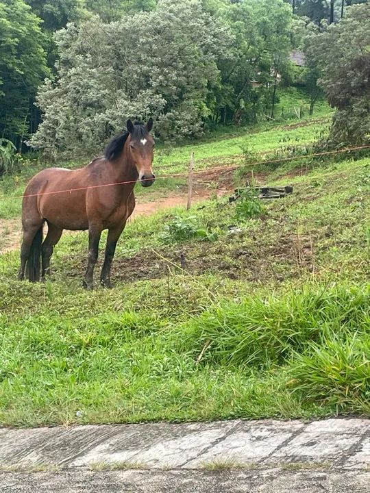 Cavalo crioulo  - Foto 2