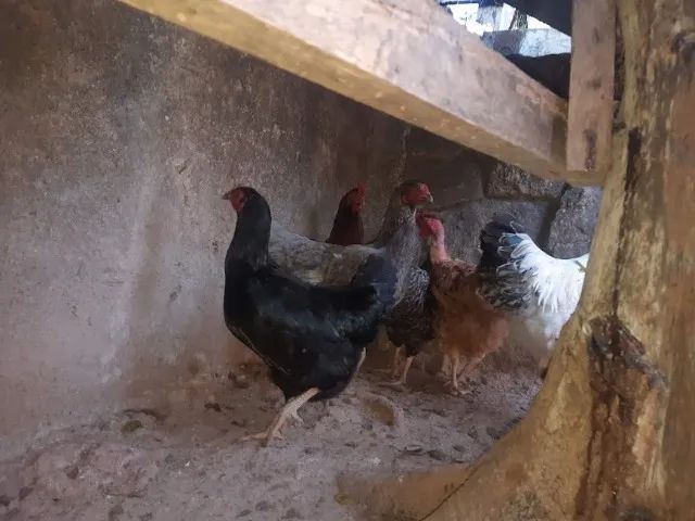 Galinhas e Ovos Caipira Legítima  - Foto 2