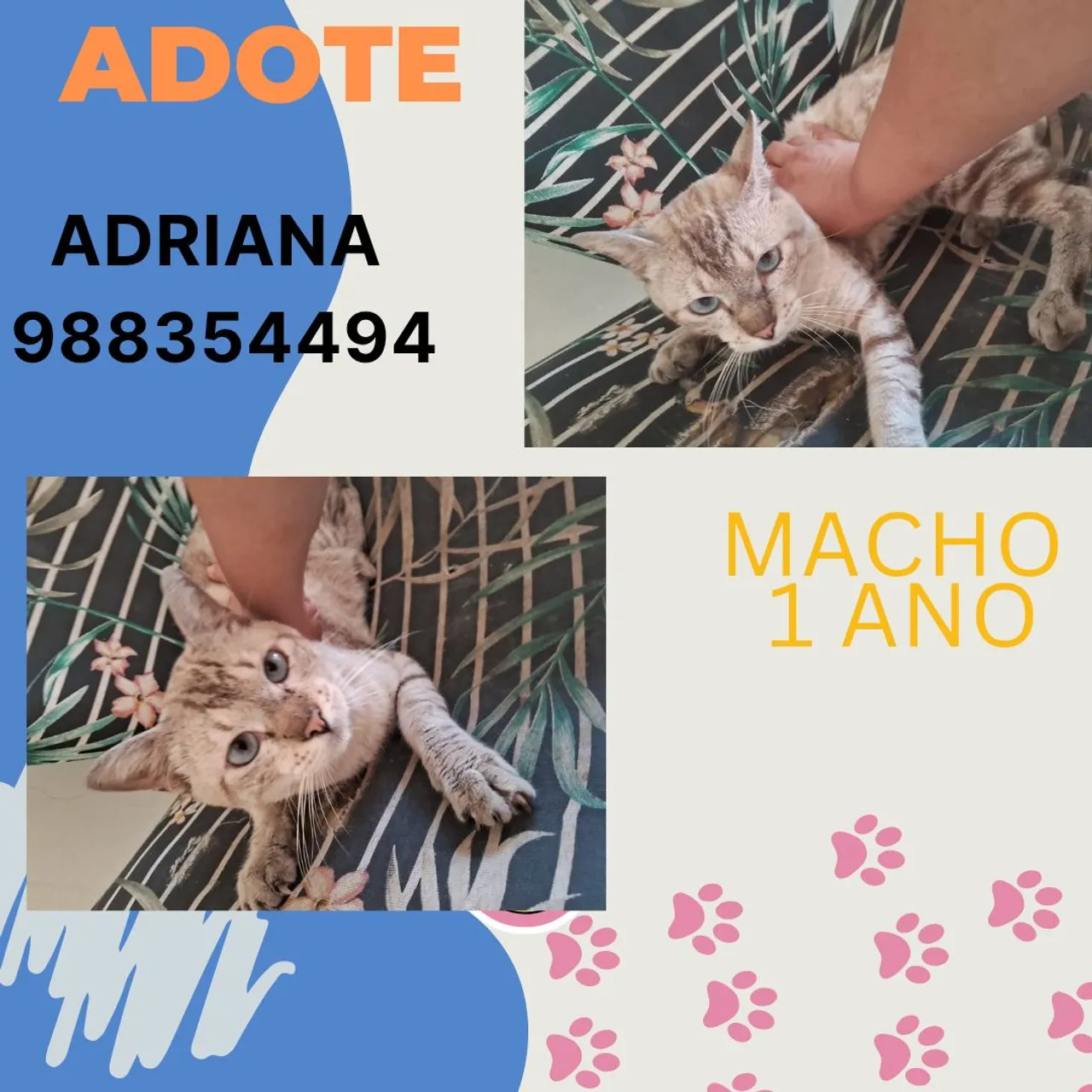 Gatinho Macho para Adoção - 1 Ano