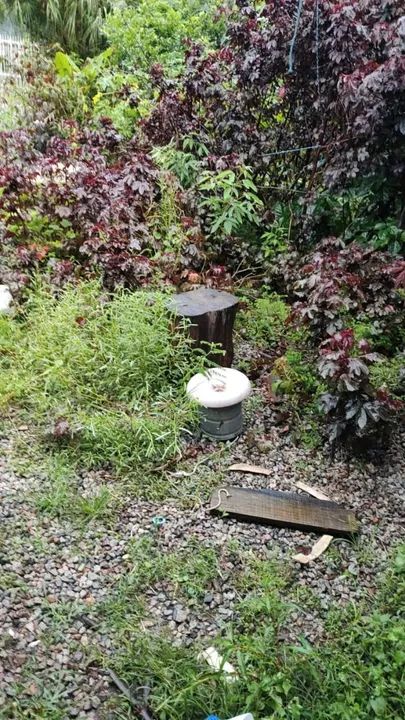 Mudas de Hibisco Roxo - Foto 3