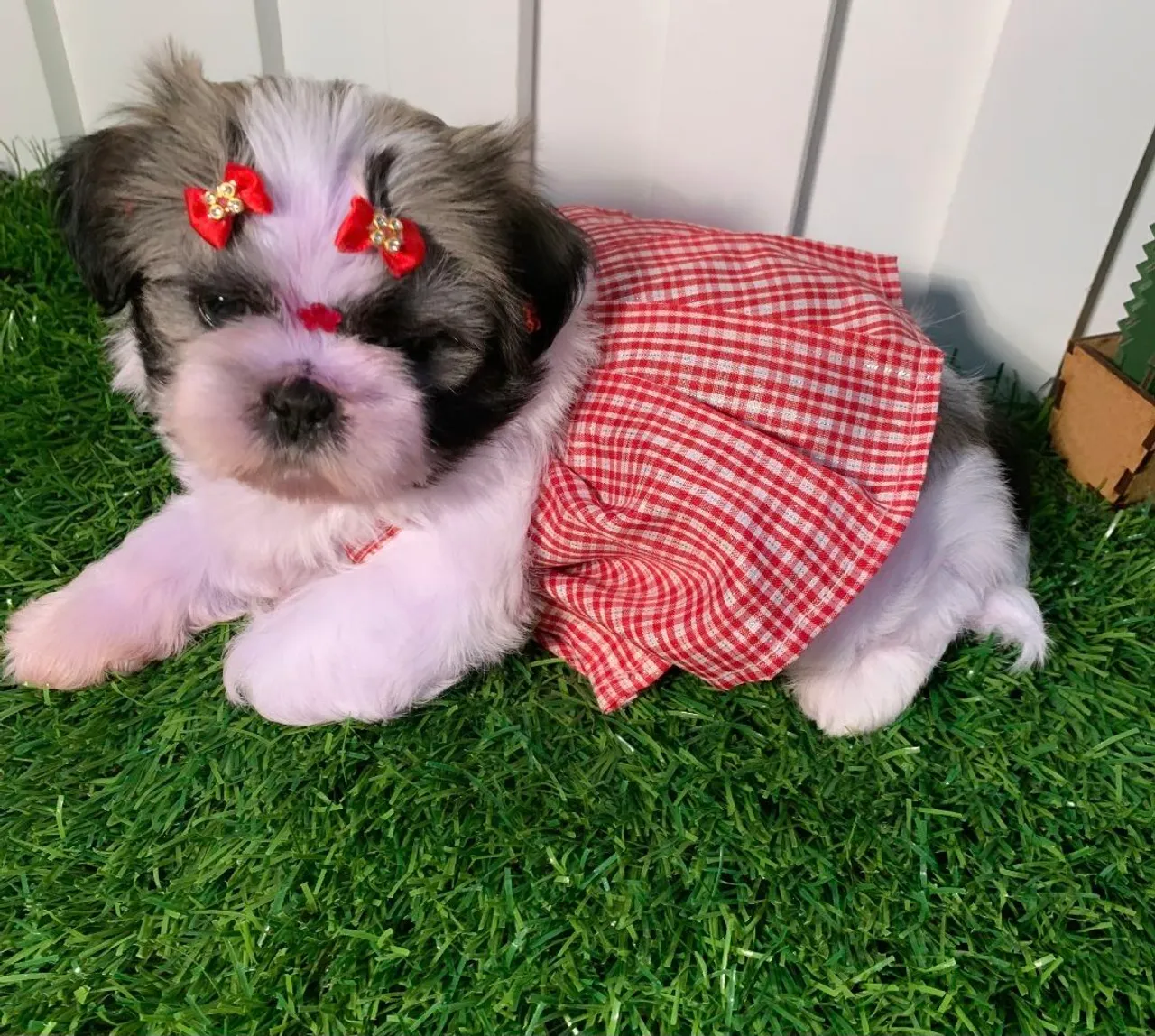 Shihtzu fêmea tricolor