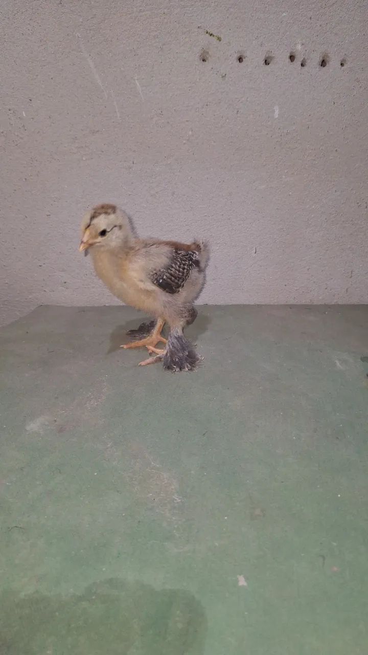 Pintinhos brahma - Foto 3