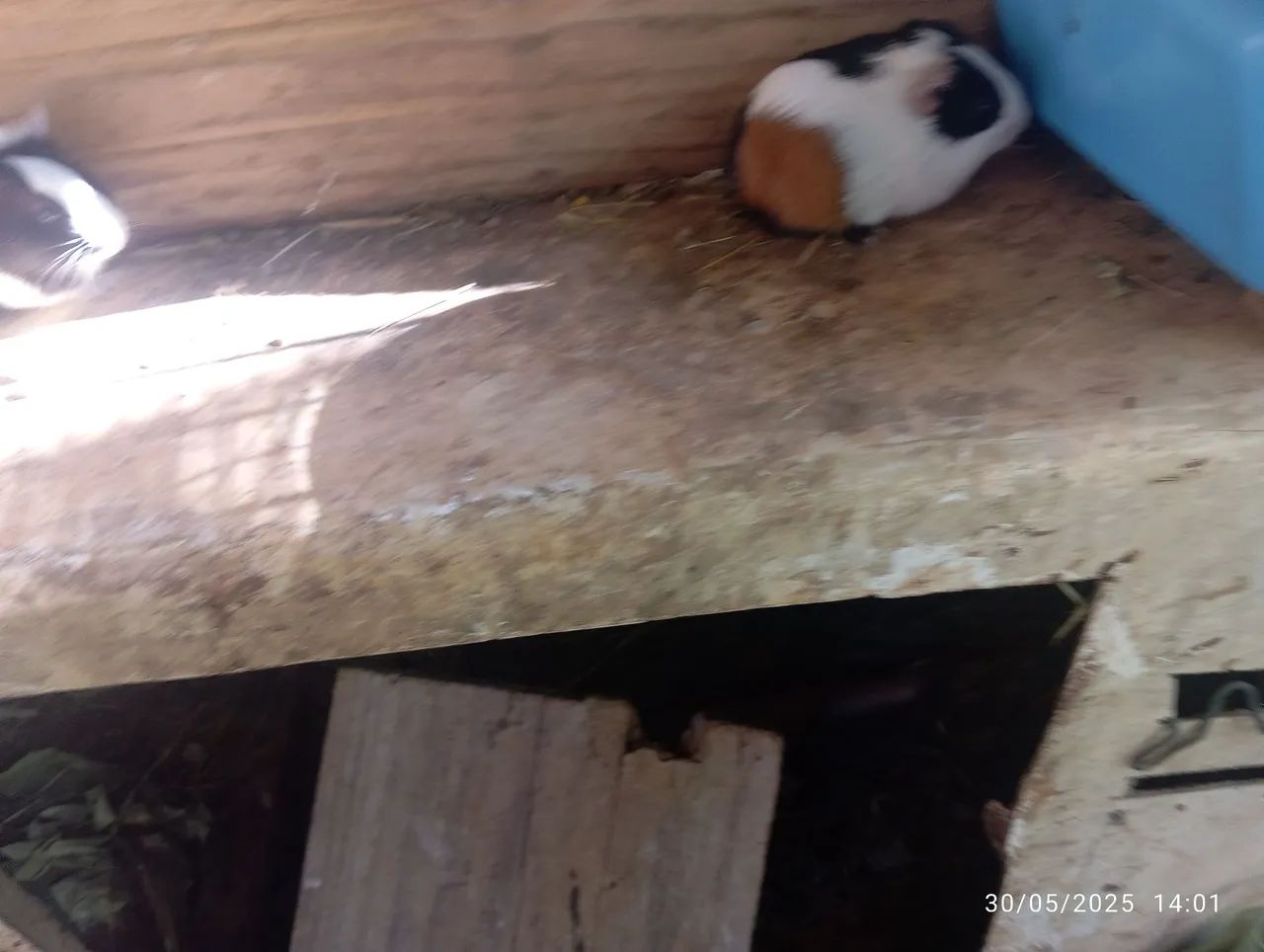 Porquinho da Índia  - Foto 2