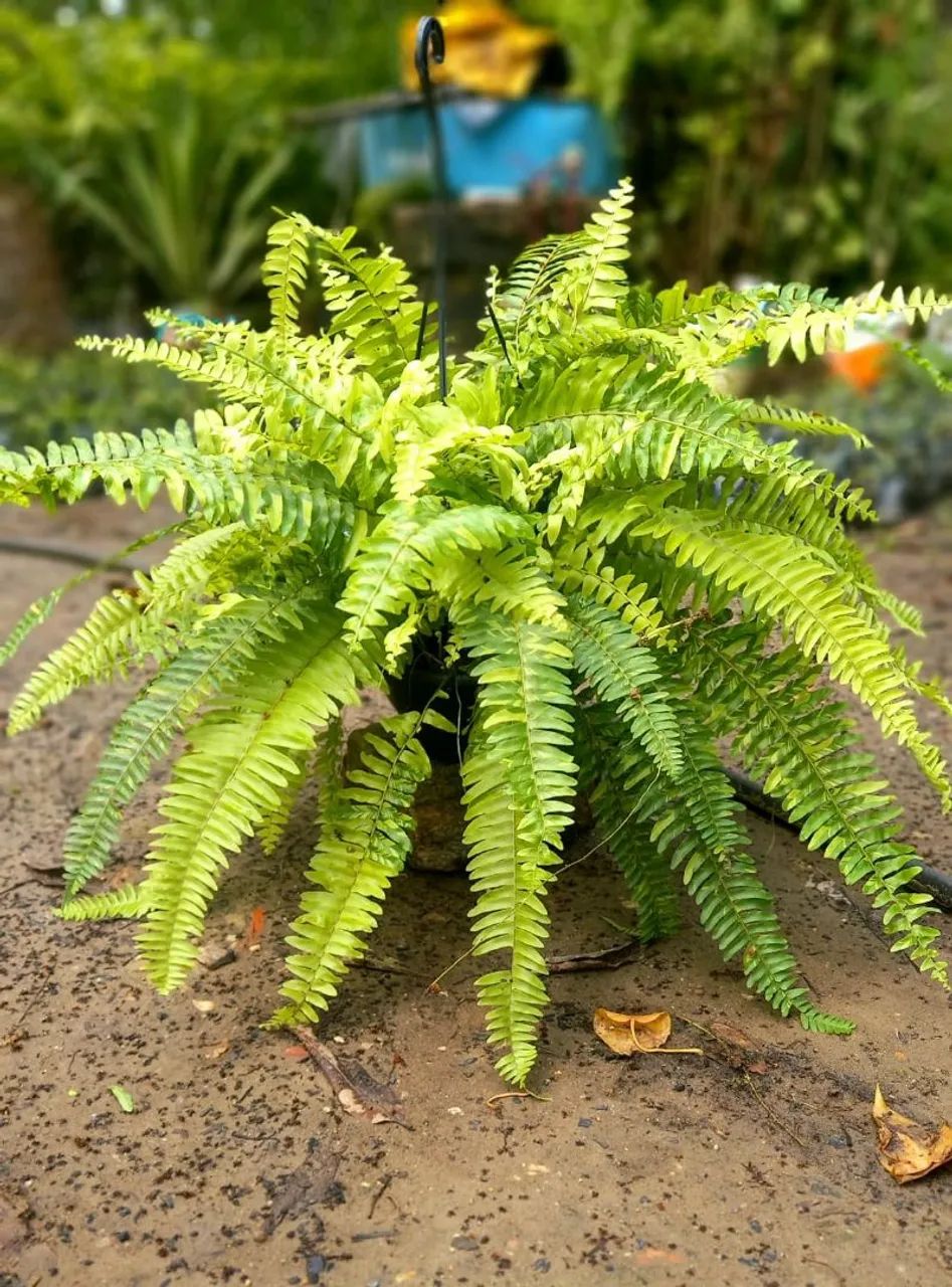 Plantas  - Foto 6