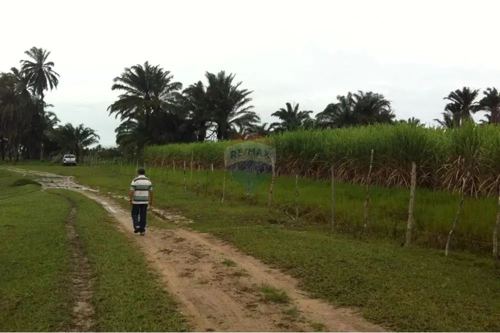 TERRENO (Fazenda em Piaçabuçu, AL - 687 ha) - Foto 2