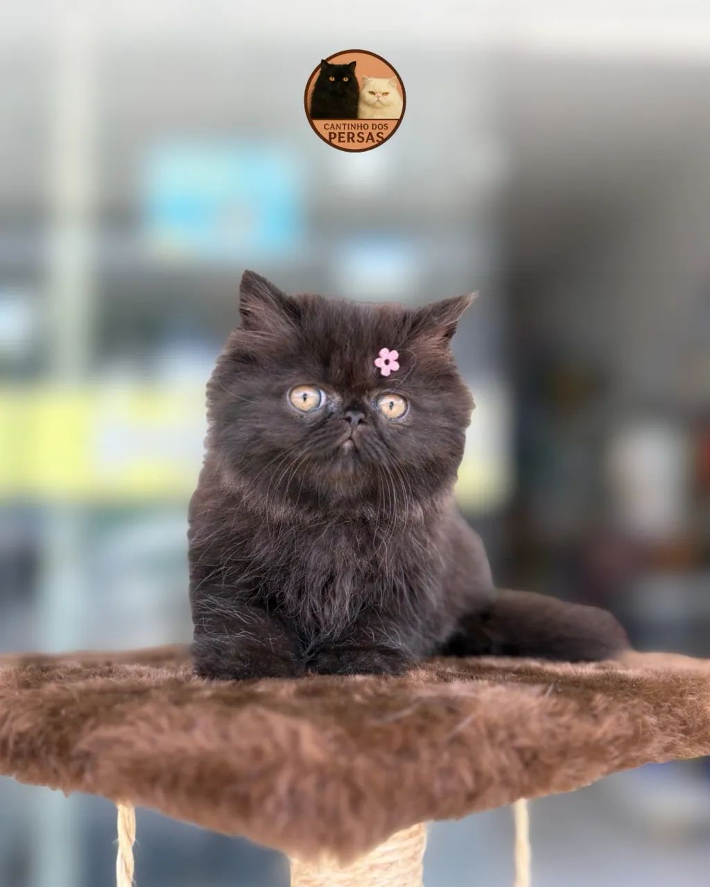 FILHOTES DE PERSA  - Foto 2