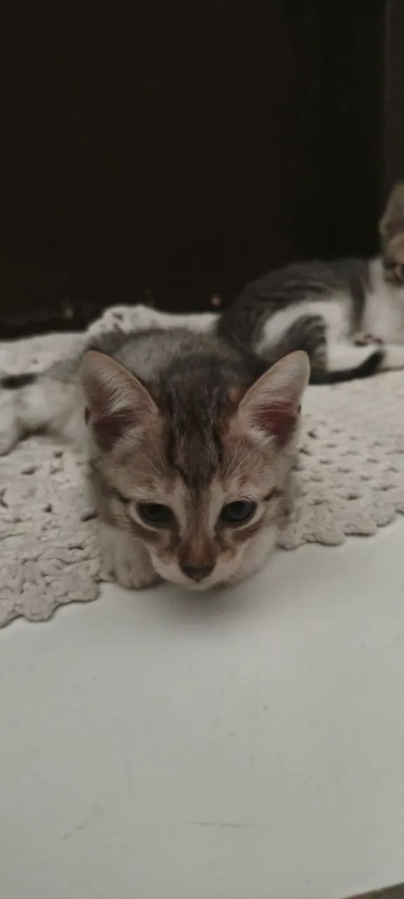 Gatinho filhote para adoção - Foto 5