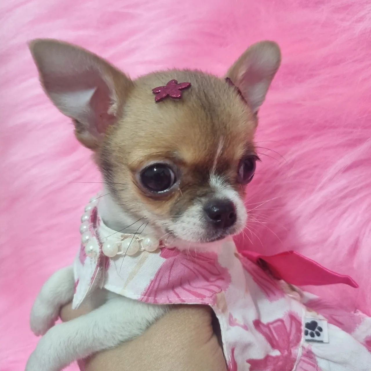 Chihuahuas  - Foto 5
