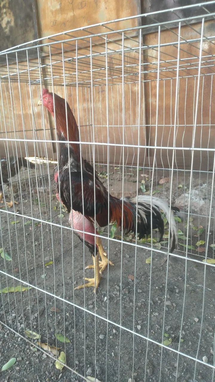 Vendo galos  - Foto 4