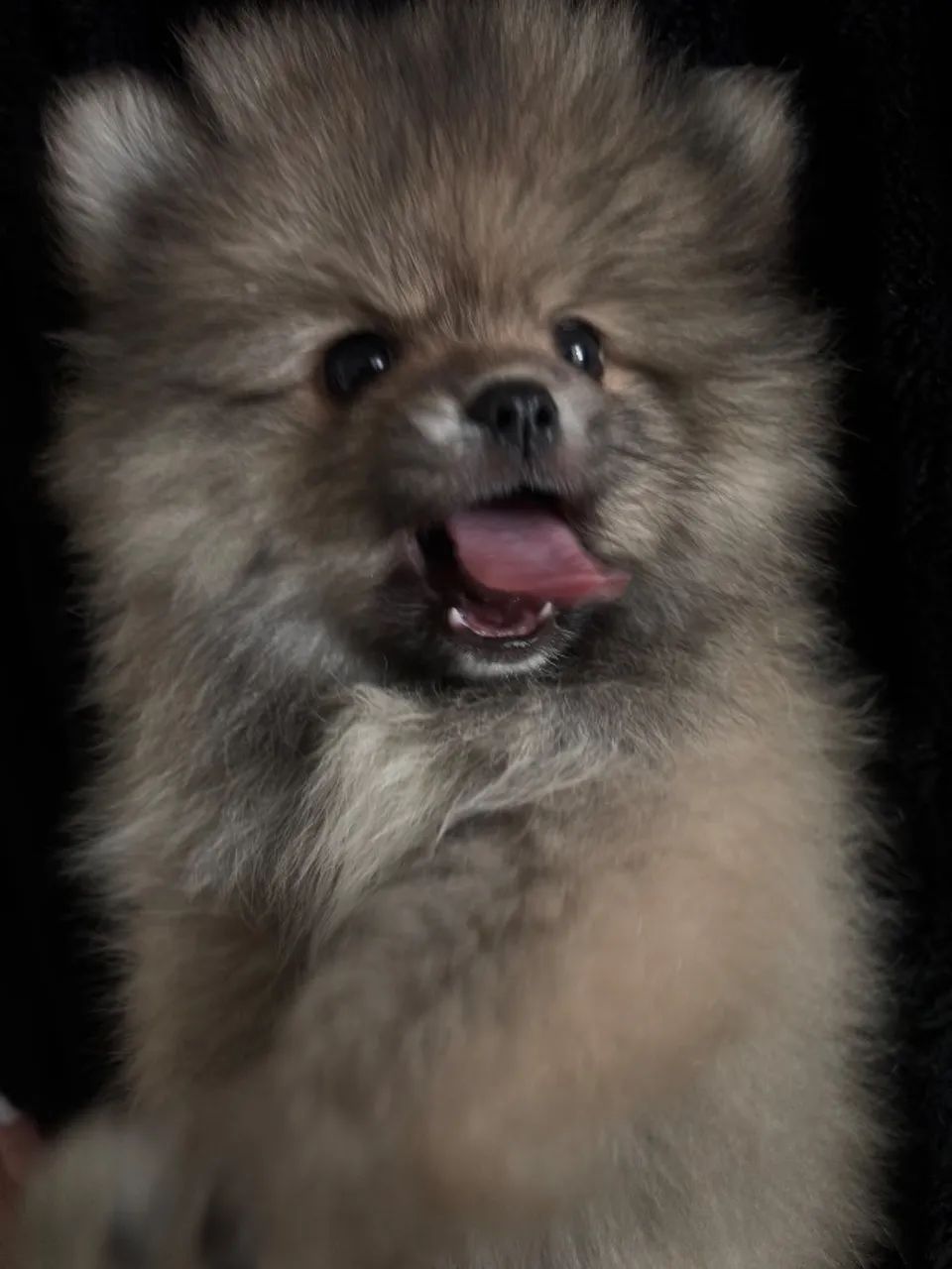 Spitz alemão  - Foto 4