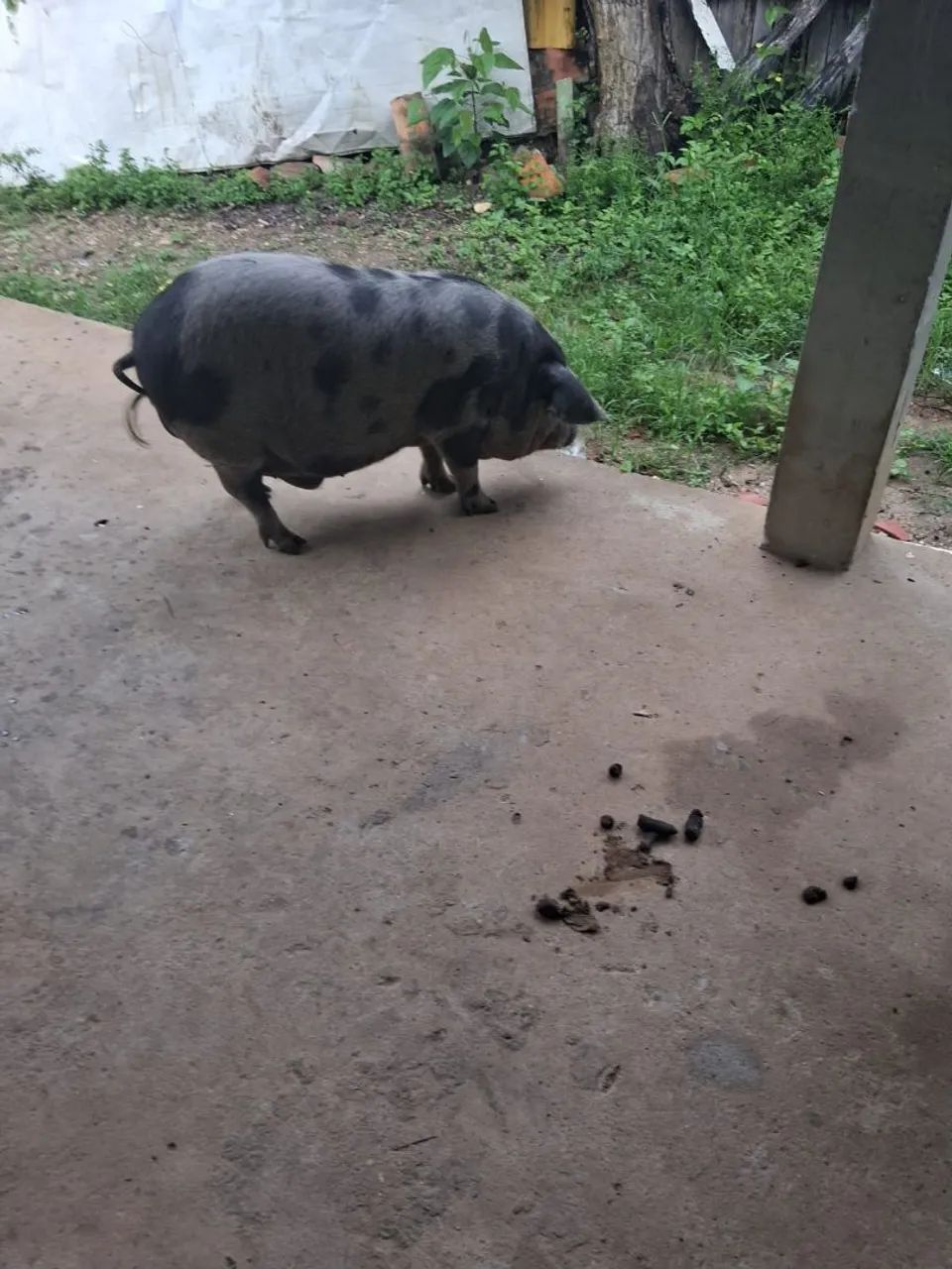 Vendo. Um míni porco. Dá raça bae - Foto 4