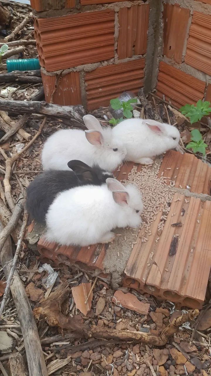 Coelhos disponível 60 reais cada  - Foto 4