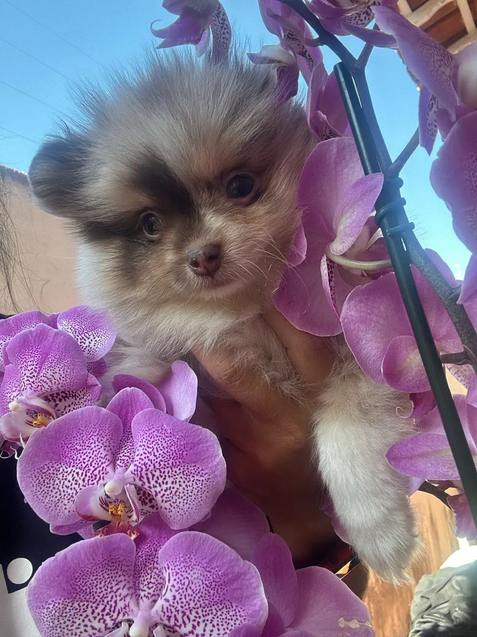 Pet - Foto 3
